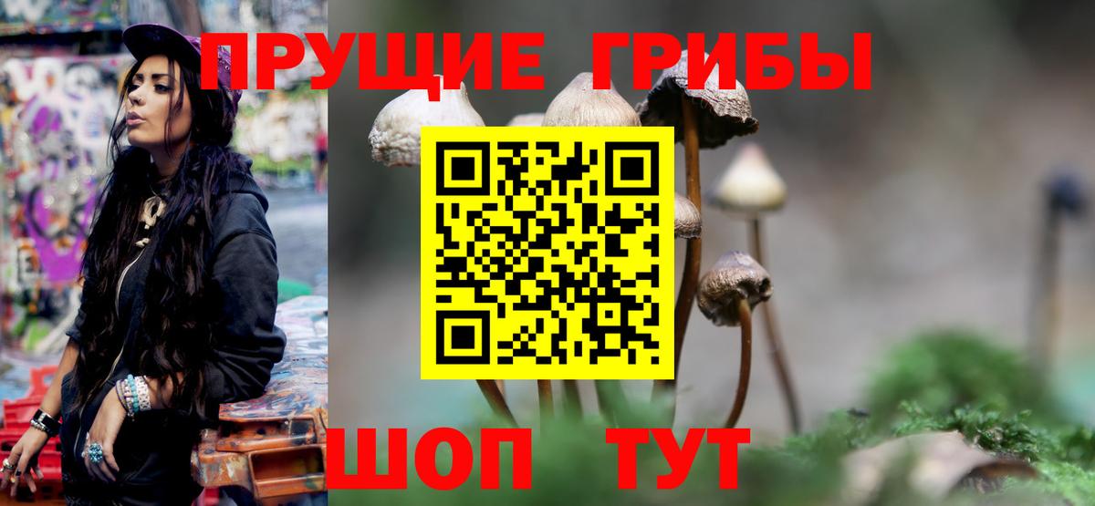 Киселёвск  Галлюциногенные грибы Psilocybe  Вход с VPN  Псилоцибиновые грибы прущие грибы 